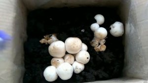 Как вырастить шампиньоны дома ?