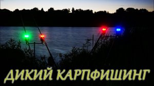 Ловля дикого карпа в корягах. Упустил единственный шанс.