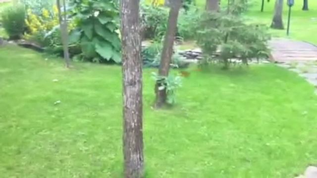 Белки на даче смотреть онлайн