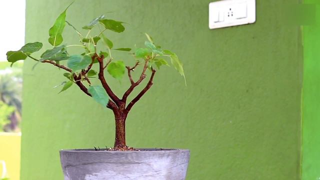 Ficus Bonsai Timelapse 3 Years
