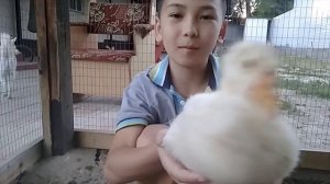 Гусятам 1 месяц! Обзор месячных гусят! Гусеводство!