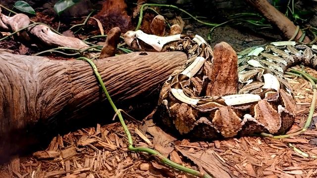 Gaboon Viper Facts: The LONGEST SNAKE FANGS ? Animal Fact Files