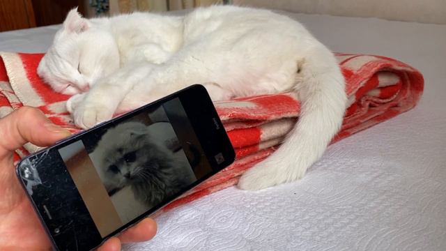 КАК РАЗБУДИТЬ ГЛУХУЮ КОШКУ. РАБОЧИЙ СПОСОБ 100% смотреть онлайн