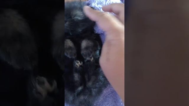 the littlest runt of the litter смотреть онлайн