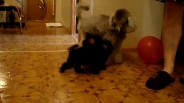 оба смотреть онлайн