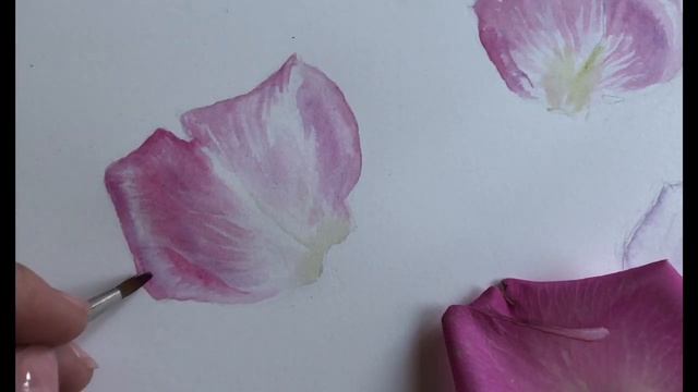 Painting a pink rose petal. смотреть онлайн