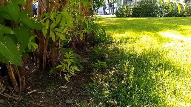 モスクワの公園をぶらっと散歩！（ひらがな日本語字幕）人形劇