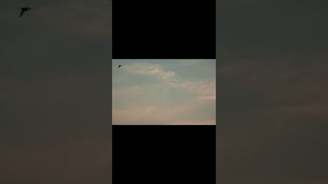 Охота на вяхиря (лесной голубь) при помощи подсадных птиц. #shorts смотреть онлайн