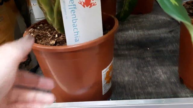 ОБИ растения по уценке и обзор декоративных цветов. смотреть онлайн