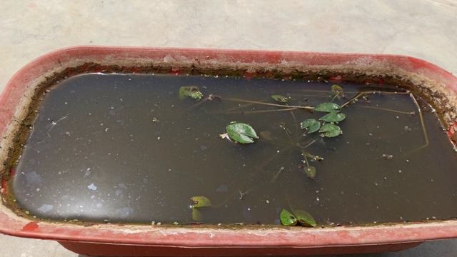 1416 - New Experiment - Organic Liquid Fertilizer for Plants/Blooming Bougainvillea in my garden смотреть онлайн