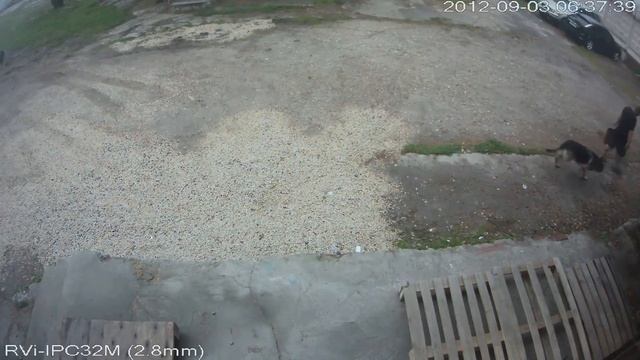 RVi IPC32M2 8мм День территория перед входной дверью смотреть онлайн