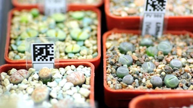 Литопсы до и после пикировки / Lithops tufting - before and after смотреть онлайн