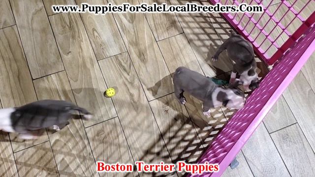 Cavapoo, Poodle, Bichonpoo, Shih Tzu, Pomeranian Puppies For Sale, Atlanta, Georgia Local Breeders смотреть онлайн
