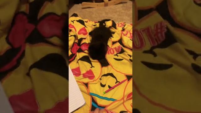 Dont boop dis floof he will attack ^w^ with his cuteness смотреть онлайн