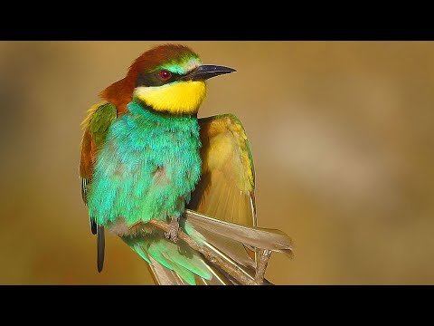 Щурка золотистая - удивительно красивая, яркая птица | Film Studio Aves