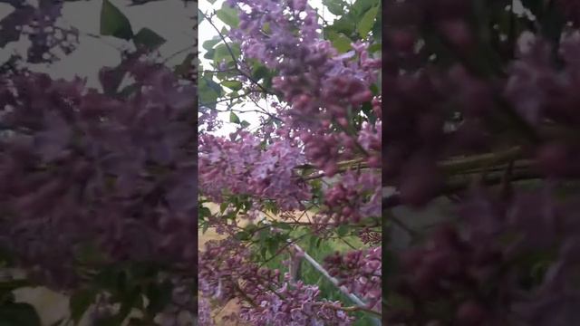 Весна.Ростовская область смотреть онлайн