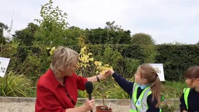 Wych Elm - Leamhán sléibhe (Ulmus glabra) смотреть онлайн