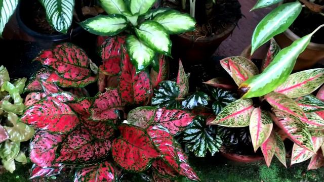 Plants tour/corner plants arrangement/rainy day with my plants/aglaonema/synconium/calathea/caladiu смотреть онлайн