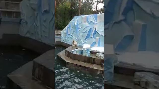 Белые медведи в Новосибирском зоопарке смотреть онлайн