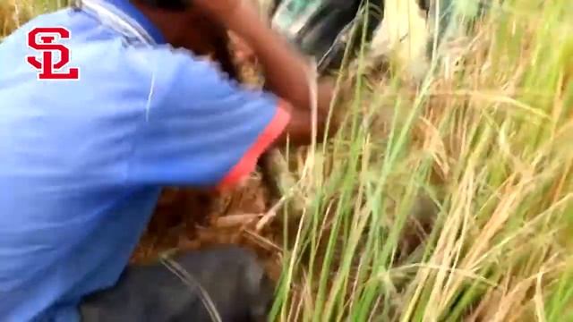 Amazing Brave Boys Catch A Giant Python Snake in a Hole How to Catch Python Snake in My Vi -2017 смотреть онлайн