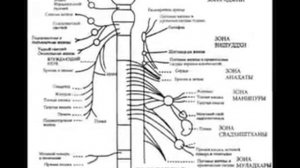 Тибетские чаши   Вибрации для чакры Муладхара