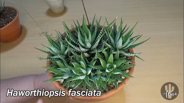 Suculenta Cebra // Haworthiopsis fasciata #LaSuculentaElegidadelDía смотреть онлайн