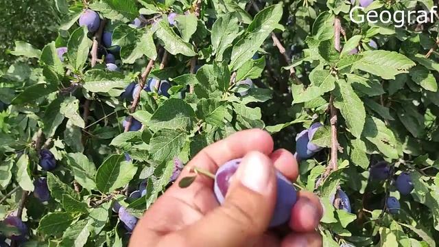 Слива по дороге Узбекистан