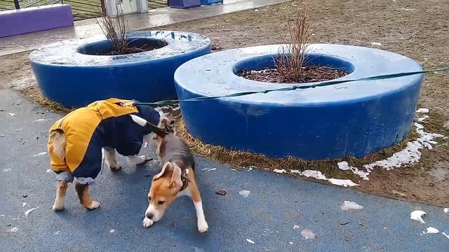 Пёс Тотоша с Джонни, австралийская овчарка бобтейл (родился без хвоста) встречают Терри, бигльяночк смотреть онлайн