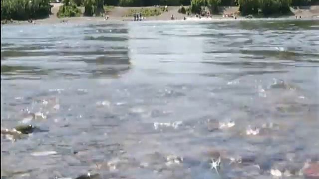 В Красноярске открылся первый пляж смотреть онлайн