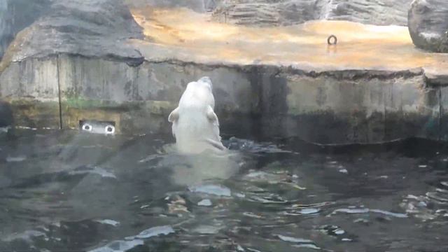 Пражский зоопарк смотреть онлайн