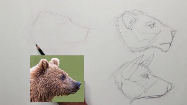 DRAWING ANIMALS BIG CATS - PART 1 - HOW TO SKETCH & LESSONS on STRUCTURE, FACIAL FEATURES & TEXTURE смотреть онлайн