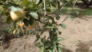 Устойчивый к заболеваниям сорт яблони ТАЛИСМАН