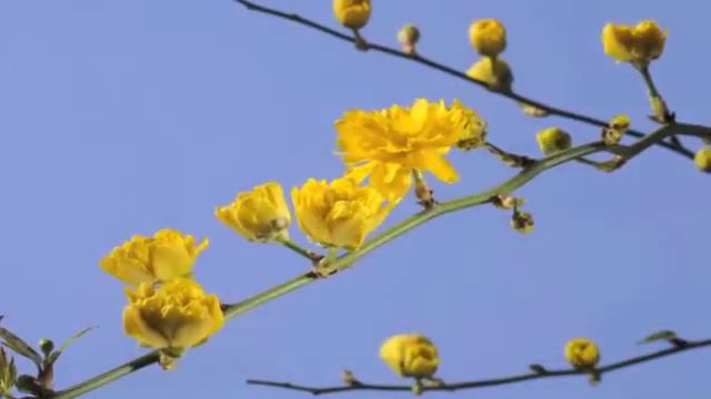 Kerria japonica 'Pleniflora' flower time lapse смотреть онлайн