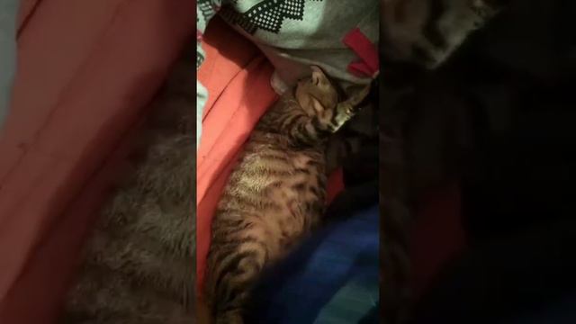 Самое прикольные моменты с котом и его друзьями смотреть онлайн