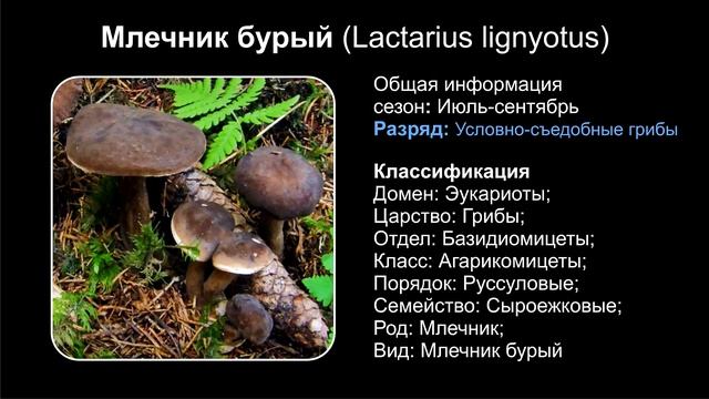 ВСЕ ВИДЫ ГРИБОВ МЛЕЧНИКОВ ЧАСТЬ ПЕРВАЯ смотреть онлайн