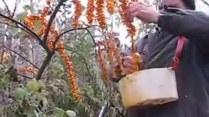 Сад огород  Когда собирать облепиху  Способы сбора облепихи Приспособления