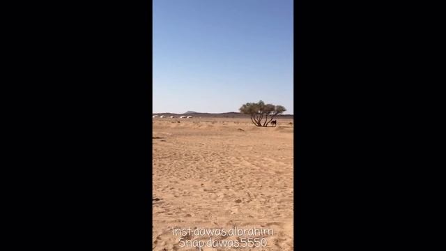 موت حصان خوينا السكب غير السكب حقي أثناء طلعتنا مكشات على الخيل إثر جفاف حاد ومغص إلتواء بالأمعاء смотреть онлайн