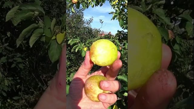 Прозрачные яблоки смотреть онлайн