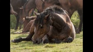 Федор Абрамов - О чем плачут лошади. Краткое содержание. Пересказ.