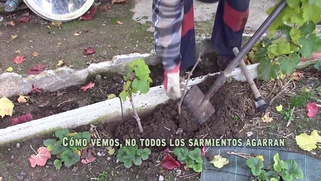 PARRA: CÓMO REPRODUCIR Y PLANTAR UNA PARRA смотреть онлайн