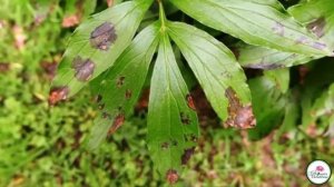 БОЛЕЗНИ ПИОНОВ