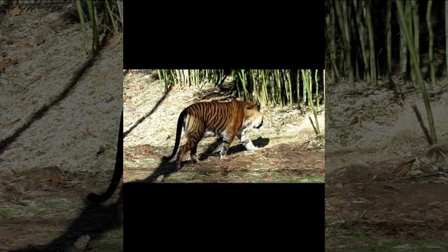 Sumatran Tiger Finds a Place in the Sun #shorts #tiger #animals #zooanimals #bigcats смотреть онлайн
