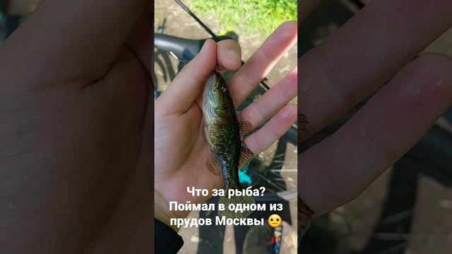 Вот такая рыба водится в прудах Москвы! смотреть онлайн