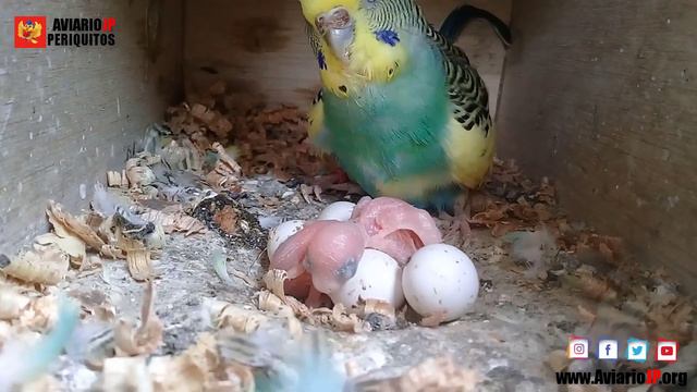 ✅ COMO REPRODUCIR PERIQUITOS en 5 MINUTOS 🚀 CRIA DE PERIQUITOS AUSTRALIANOS смотреть онлайн