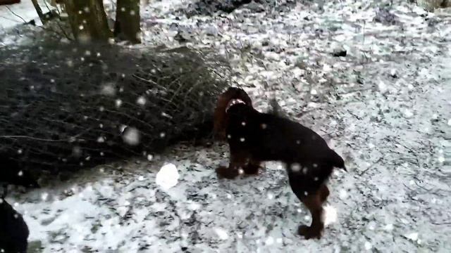 Идём домой, Куршская коса, пос. Рыбачий. смотреть онлайн