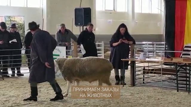 Овца породы Мериноландшаф на аукционе в Германии! Доставка животных из Европы! Овцеводство! смотреть онлайн