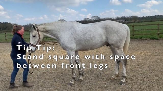 Carrot Exercises for Horses смотреть онлайн
