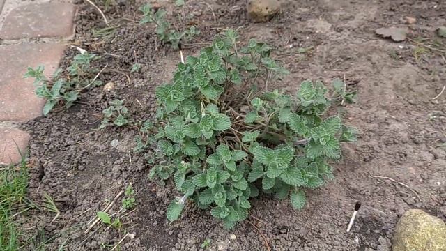 многолетник КОТОВНИК  ?  спасаю  от  ?  котов...