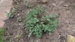 многолетник КОТОВНИК  ?  спасаю  от  ?  котов...