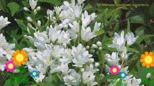 Дейция изящная Никко. Краткий обзор, описание характеристик, где купить саженцы